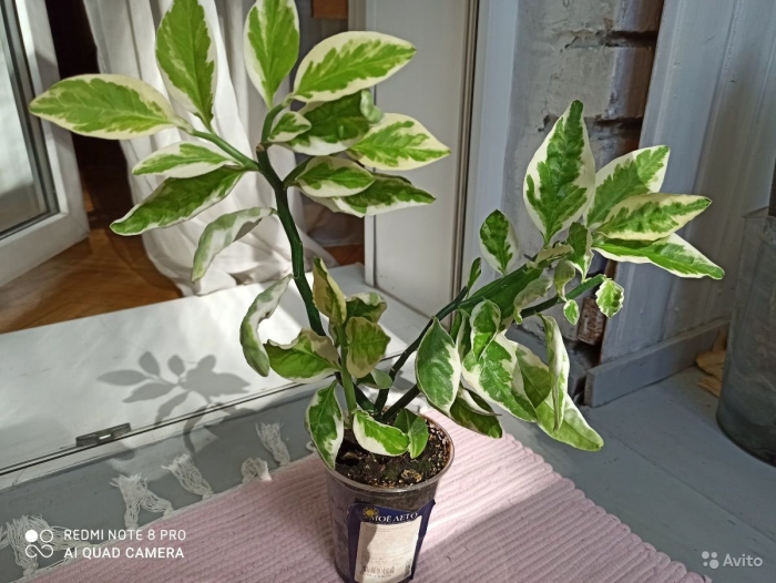 Фикус педилантус