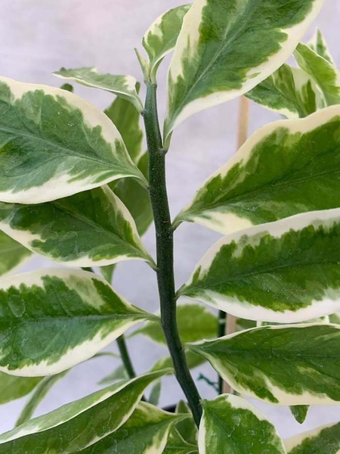 Педилантус молочайный