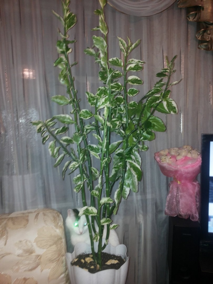 Педилантус колеус