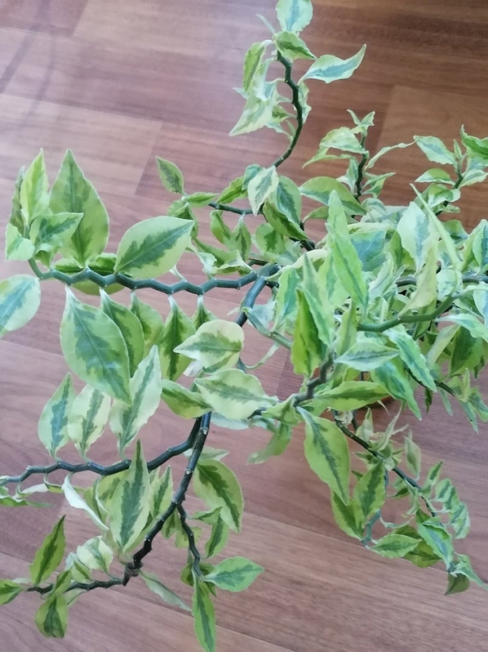 Педилантус комнатное растение