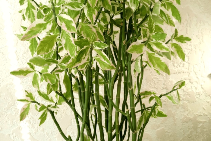 Педилантус комнатное растение