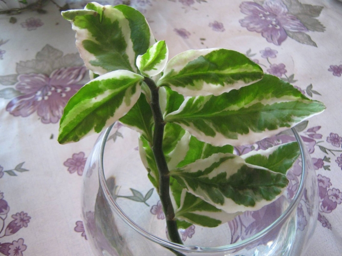 Педилантус ростки