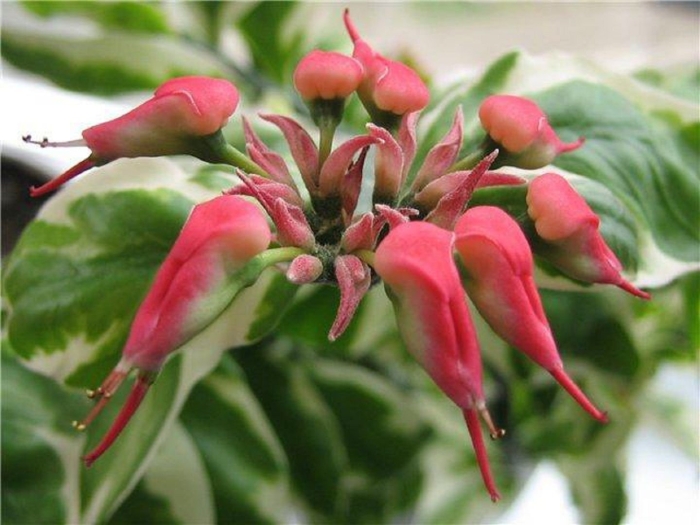 Педилантус шпорцевый