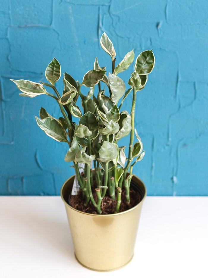 Педилантус растение