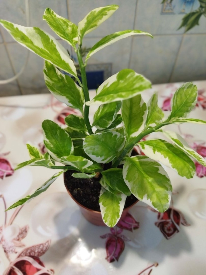 Педилантус комнатное растение