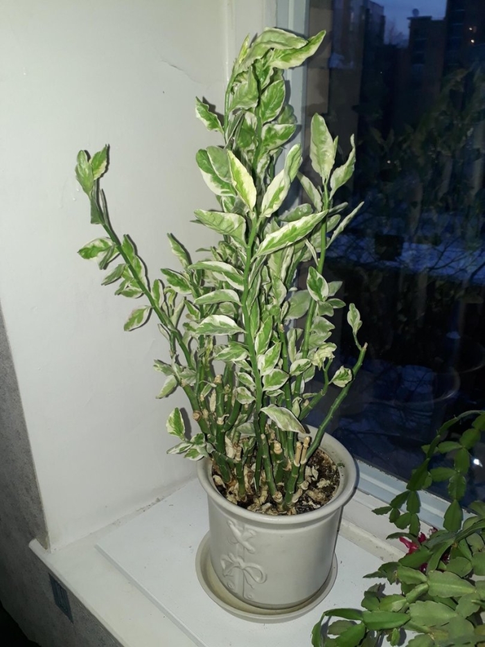 Педилантус комнатное растение