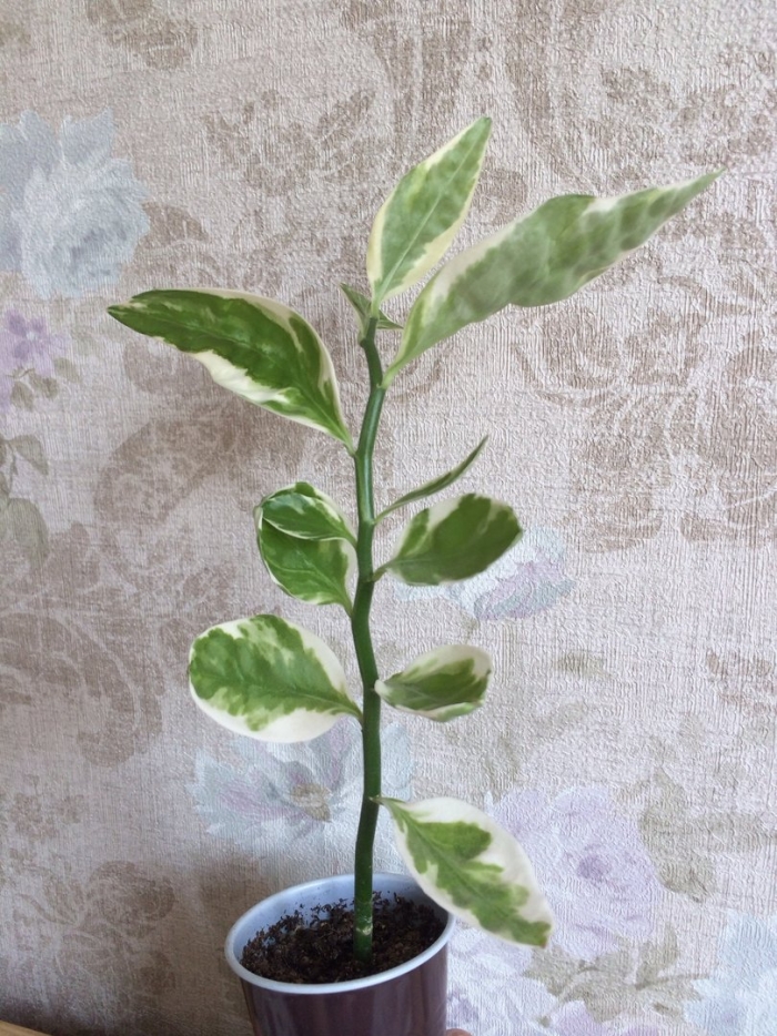 Фикус педилантус