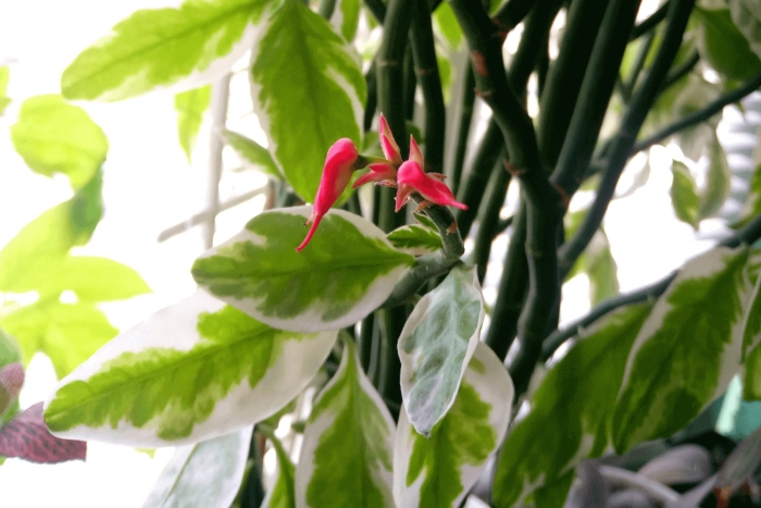 Бересклет педилантус