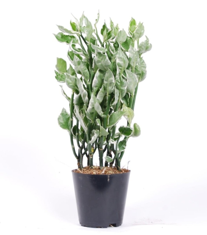 Педилантус титималоидес пестрый