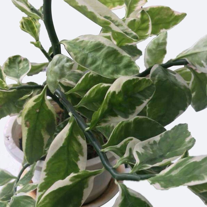 Педилантус цветок комнатный уход в домашних