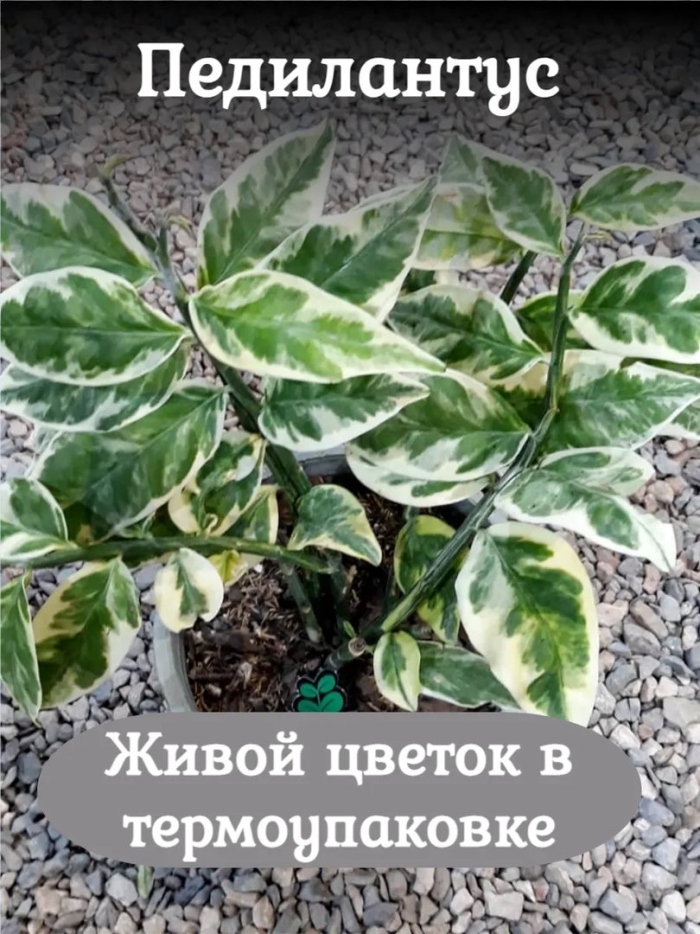 Цветы фикус педилантус