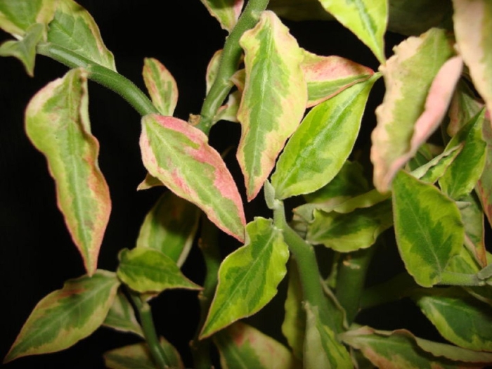 Педилантус колеус