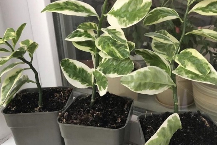 Педилантус молочайный