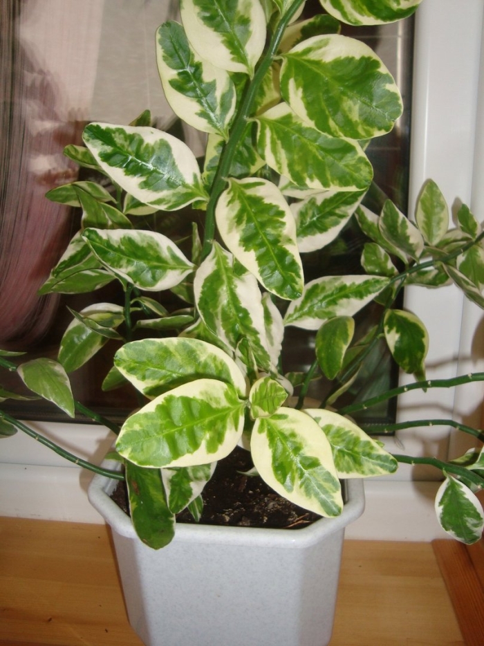 Цветы фикус педилантус