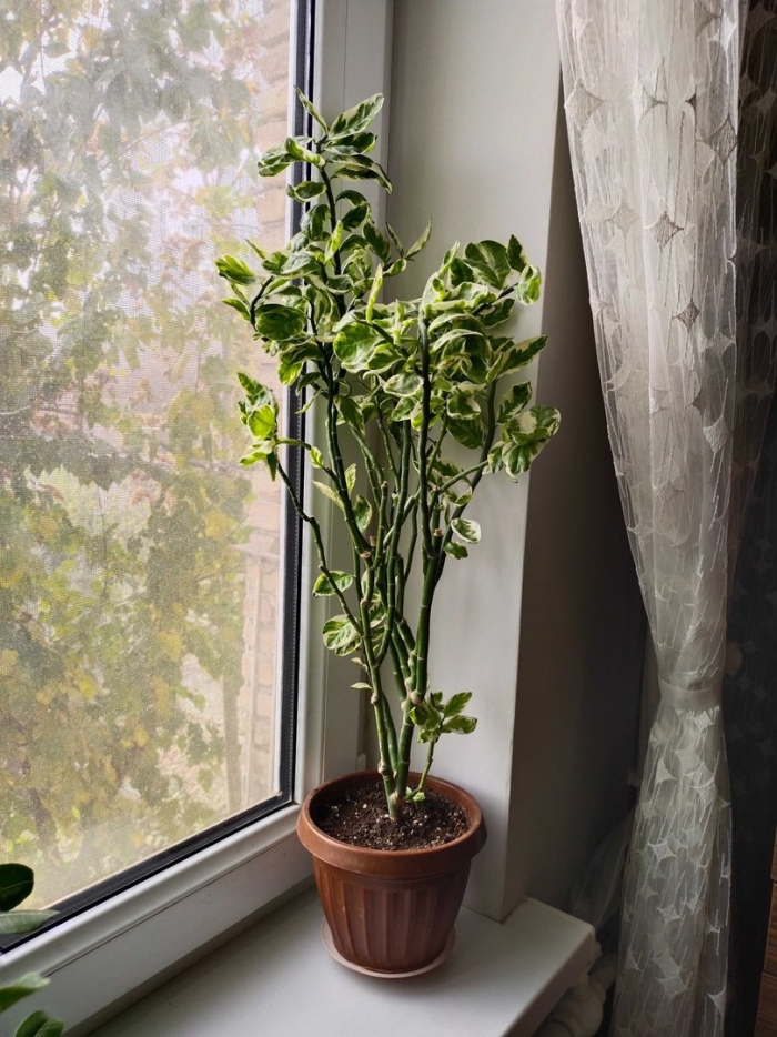 Педилантус комнатное растение