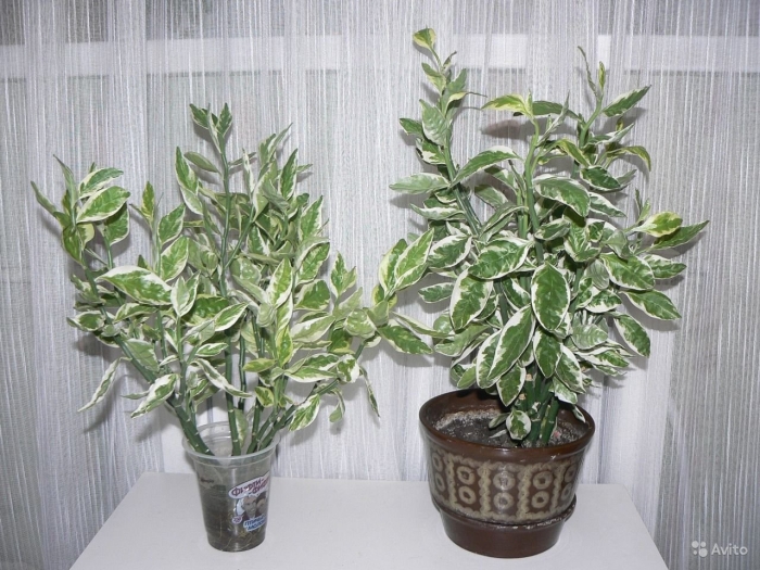 Педилантус комнатное