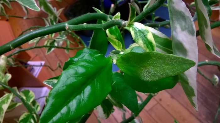 Педилантус мучнистая роса