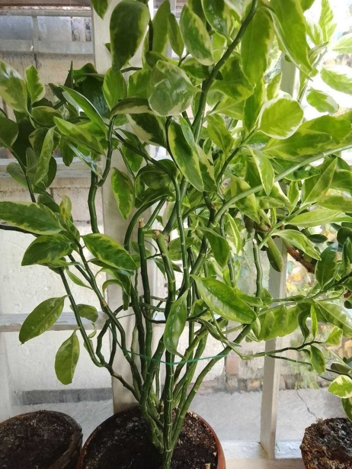 Педилантус цветок