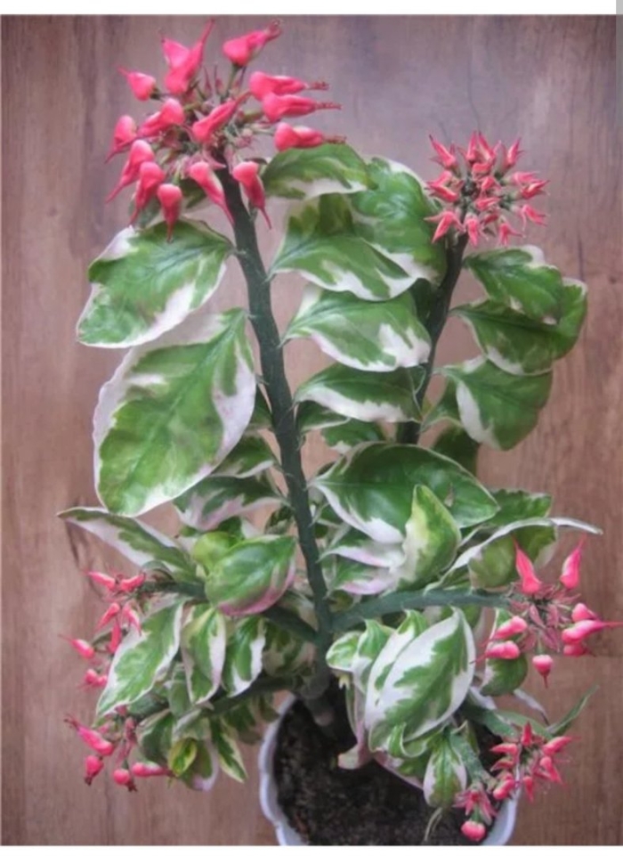 Педилантус цветок