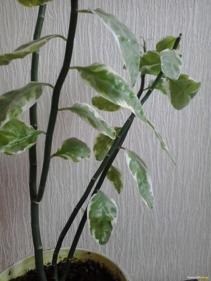 Фикус педилантус