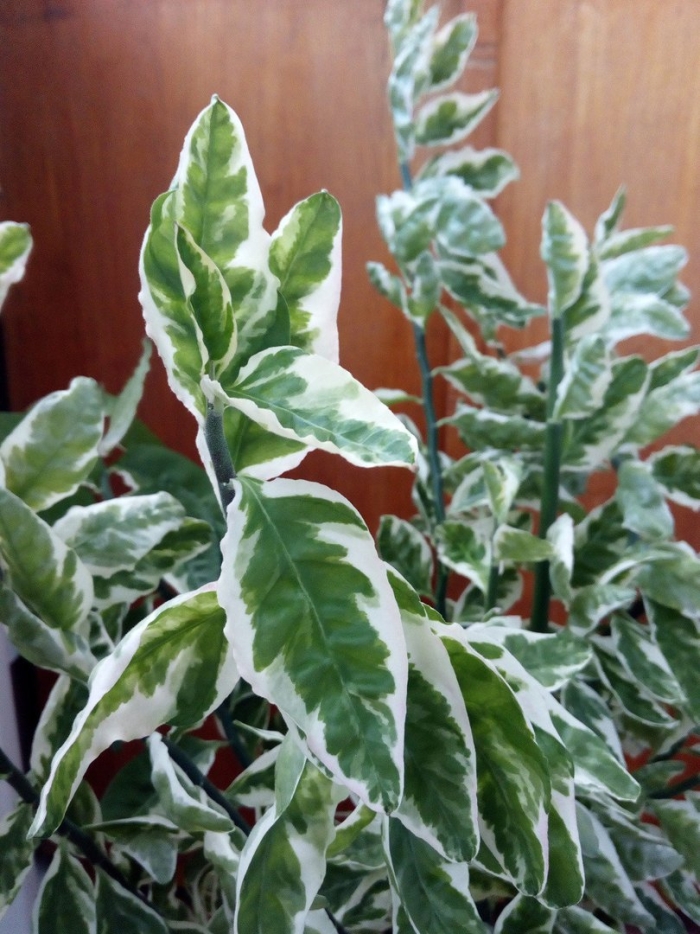 Фикус педилантус