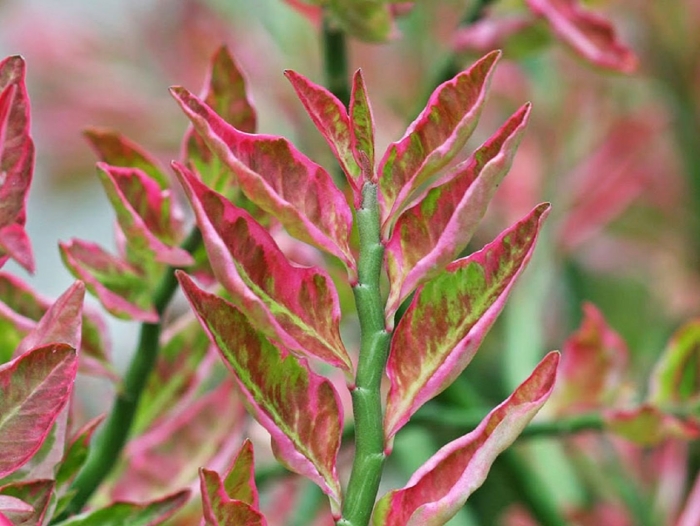 Педилантус колеус