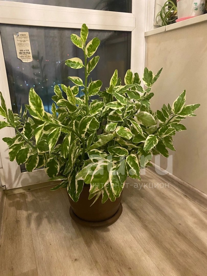 Педилантус комнатное растение