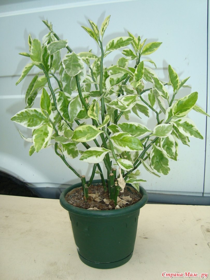 Фикус педилантус