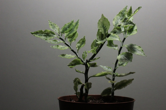 Педилантус ядовитый