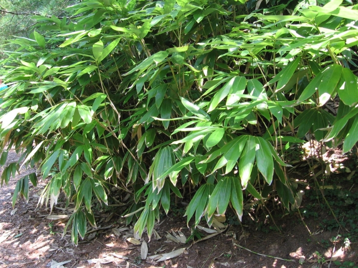 Курильский бамбук