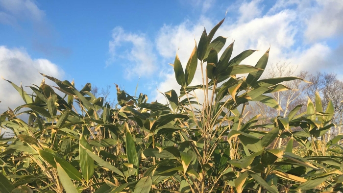 Бамбучник курильский