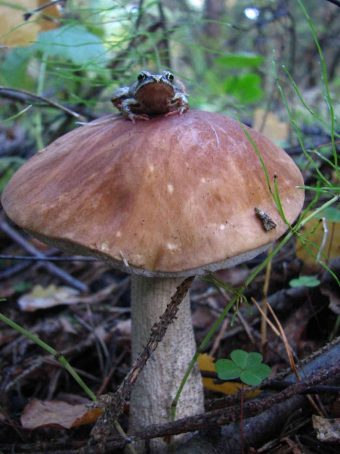 Грибы крыма курник