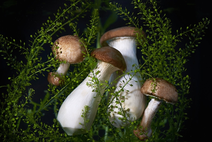 Курник гриб