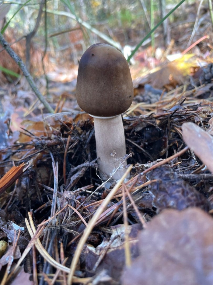 Amanitopsis vaginata