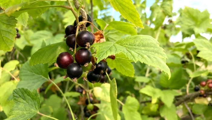 Смородина репис