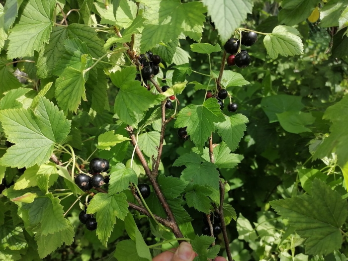 Смородина черная гулливер