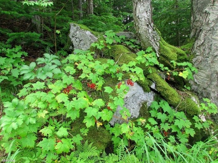 Oplopanax horridus заманиха