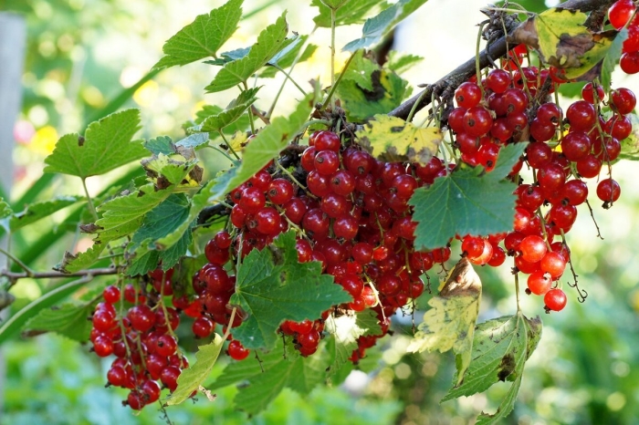 Сорт красной смородины ненаглядная