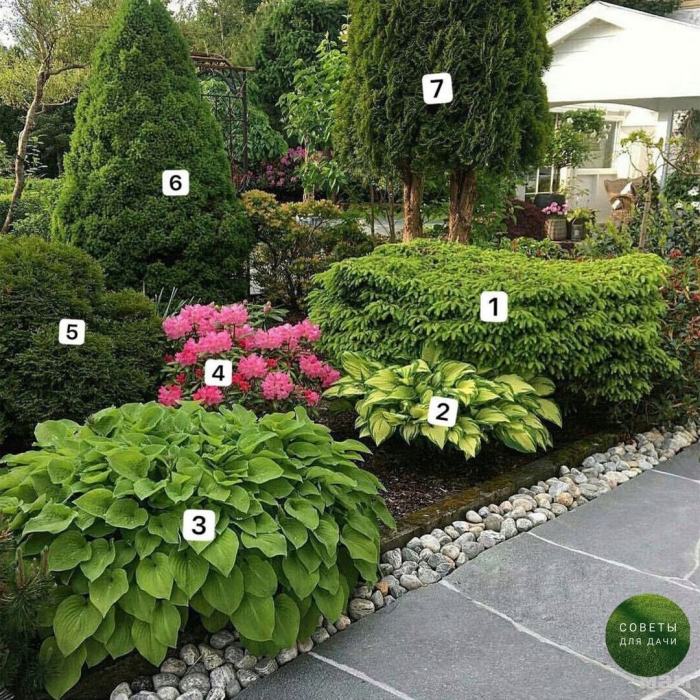 Гортензия хоста туя даника