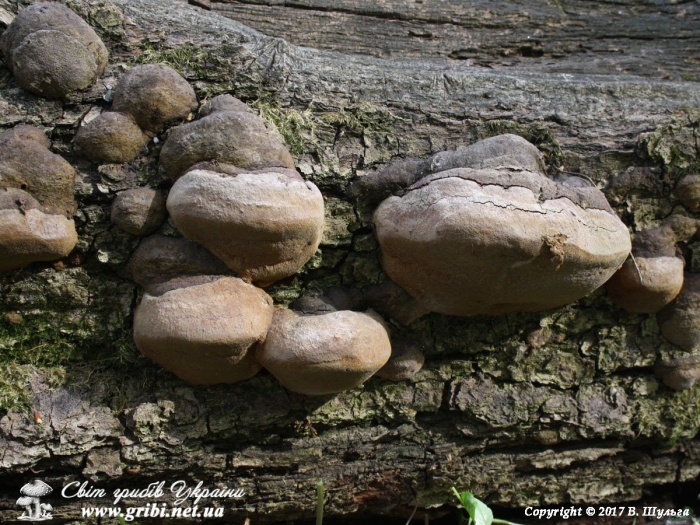 Phellinus igniarius трутовик ложный