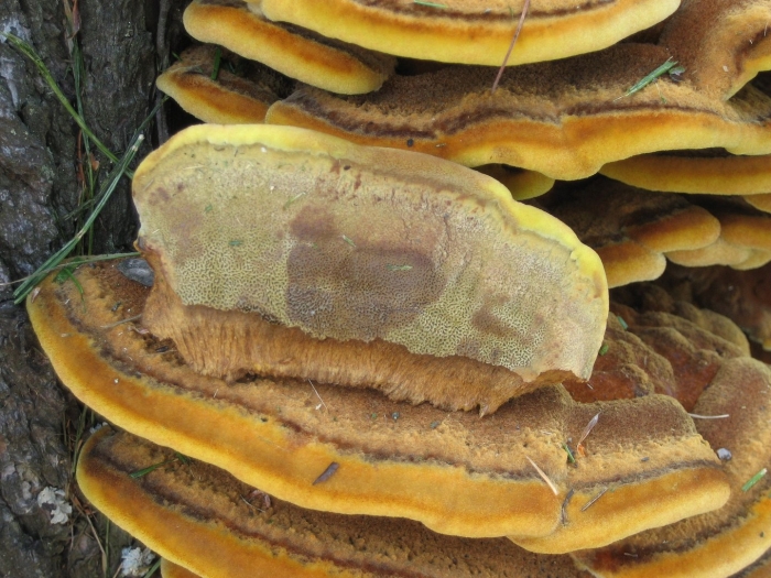 Трутовик швейница