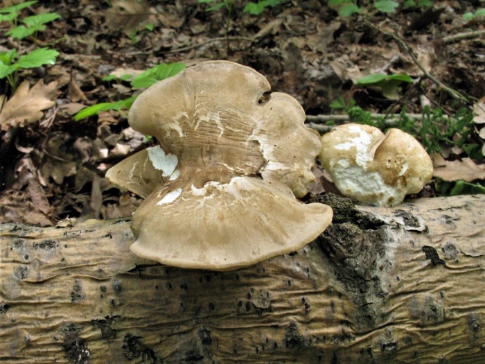 Трутовик ложноберезовый