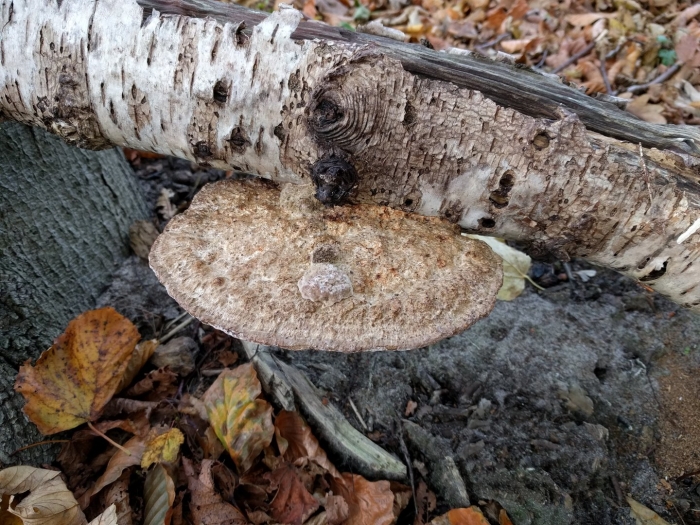 Piptoporus betulinus