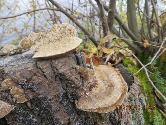 Траметес трога гриб