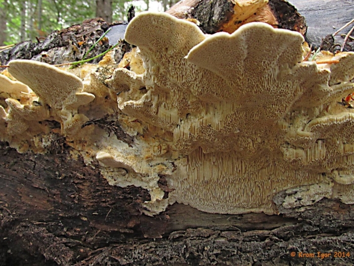 Траметес трога