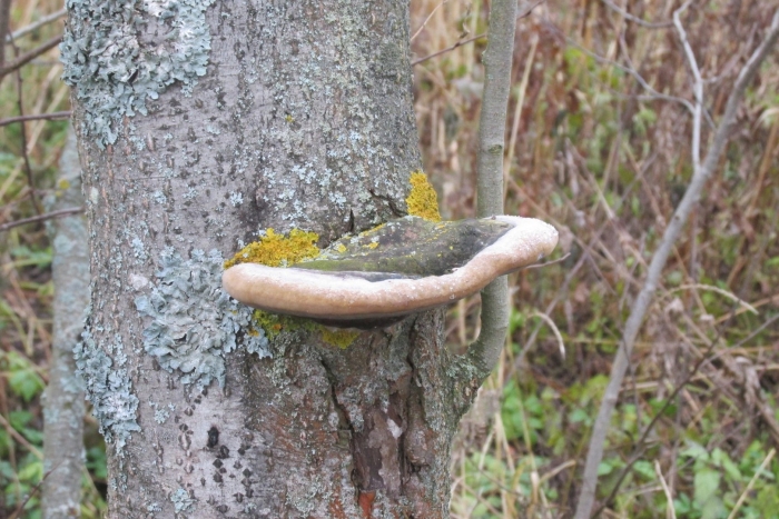 Ложный дубовый трутовик