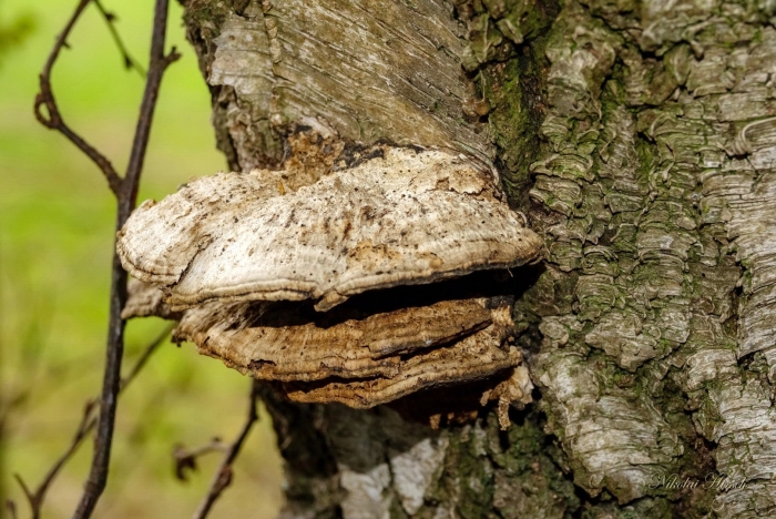 Phellinus chrysoloma