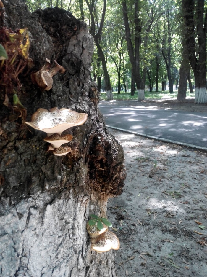 Трутовик лускатий