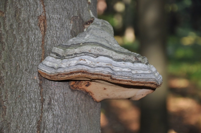 Трутовик обыкновенный fomes fomentarius