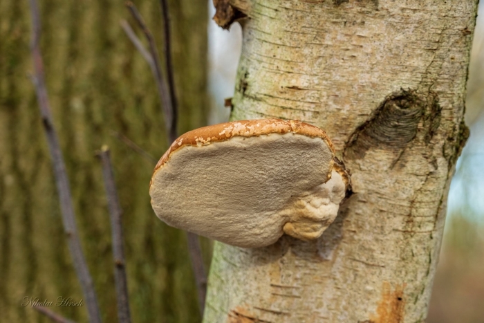 Piptoporus betulinus